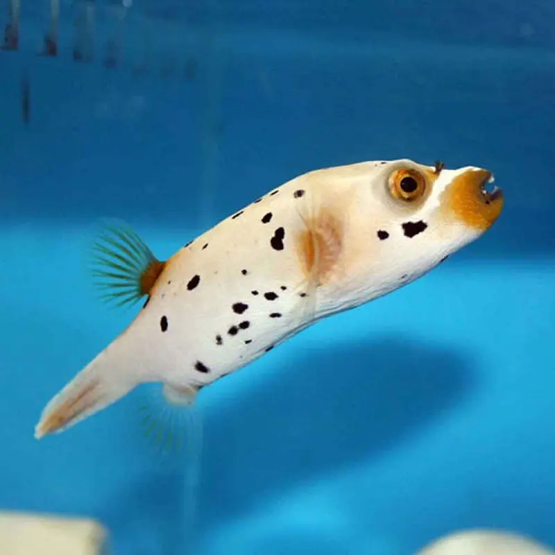 Dogface Puffer - Arothron nigropunctatus - Medium/Large