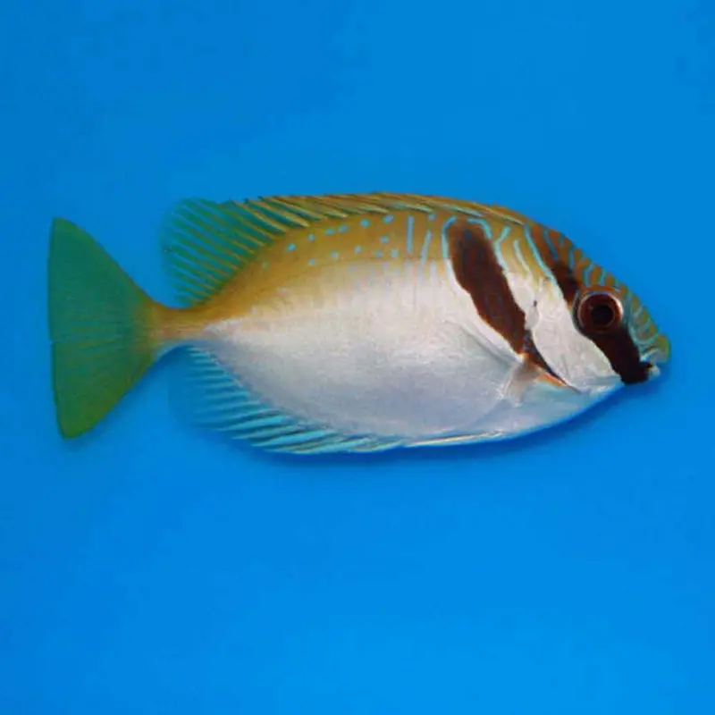 Double-barred Rabbitfish - Siganus virgatus - Large