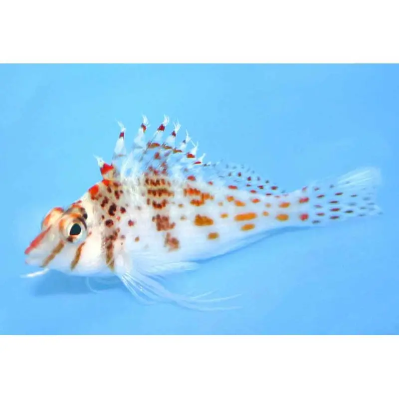 Dwarf Hawkfish - Cirrhitichthys falco