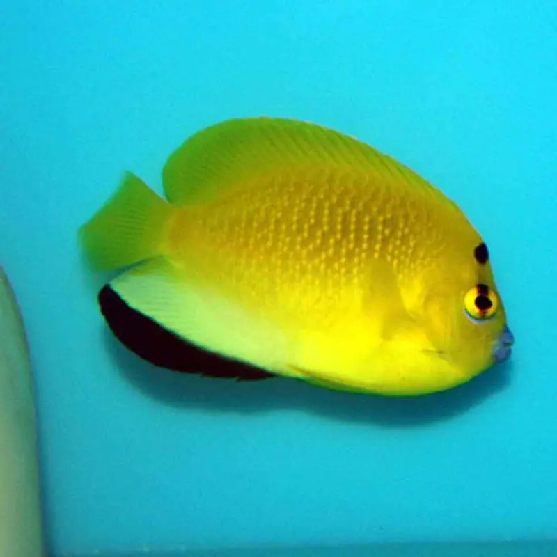 Flagfin Angel - Apolemichthys trimaculatus - Small