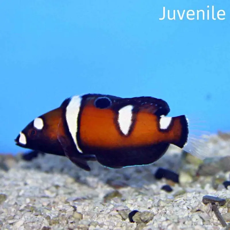 Formosa Wrasse - Coris frerei - Juvenile