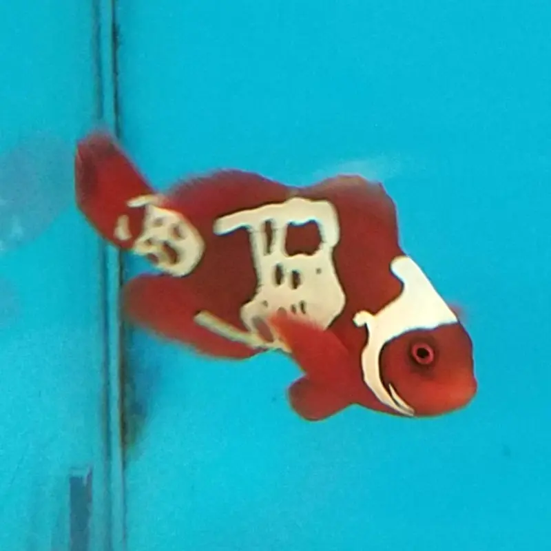 Gold Lightning Maroon Clown - Premnas biaculeatus - CB