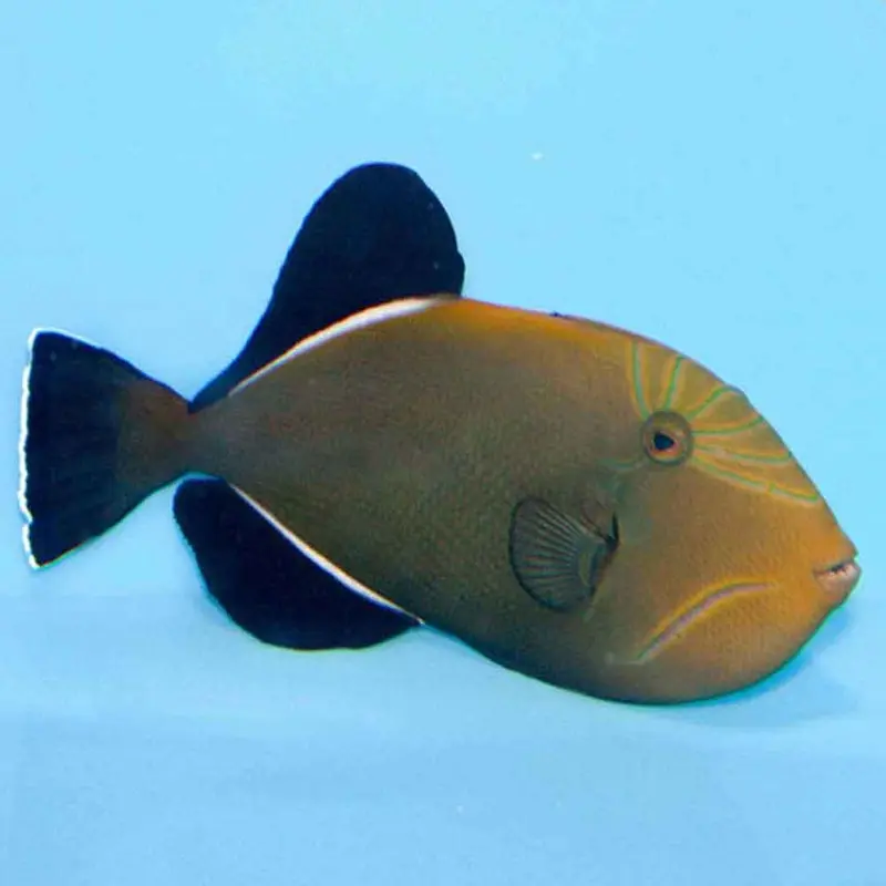 Indian Trigger - Melichthys indicus - Large