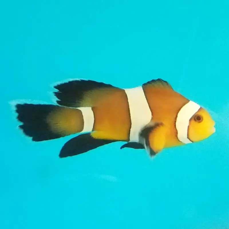 Longfin Ocellaris Clownfish - Amphiprion ocellaris - CB