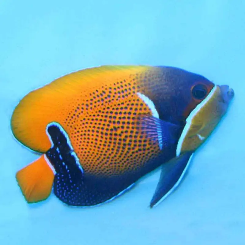 Majestic Angel - Pomacanthus navarchus - Small/Medium Adult