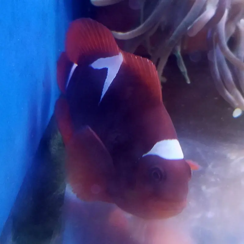 Misbar Maroon Clownfish - Premnas biaculeatus - Large CB