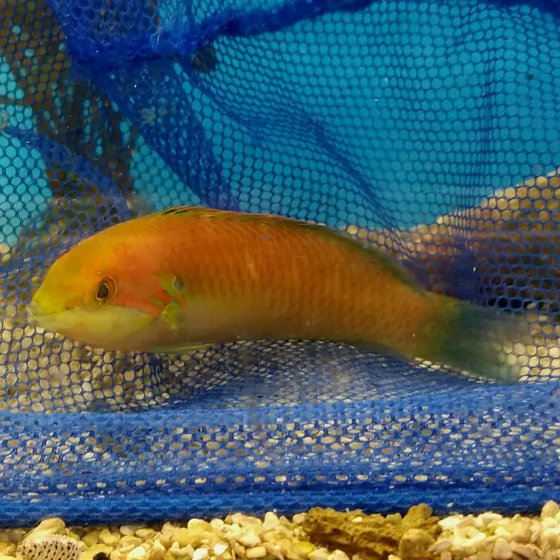 Moyer's Leopard Wrasse - Macropharyngodon moyeri