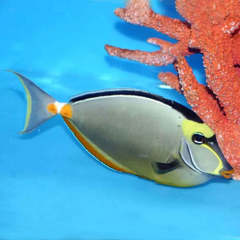 Naso Tang - Naso lituratus - Medium/Large