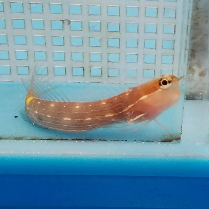 Pictus Blenny - Ecsenius pictus