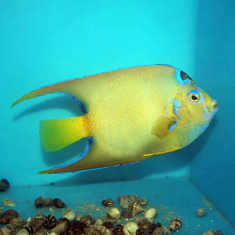 Queen Angel - Holacanthus ciliaris - Medium Adult