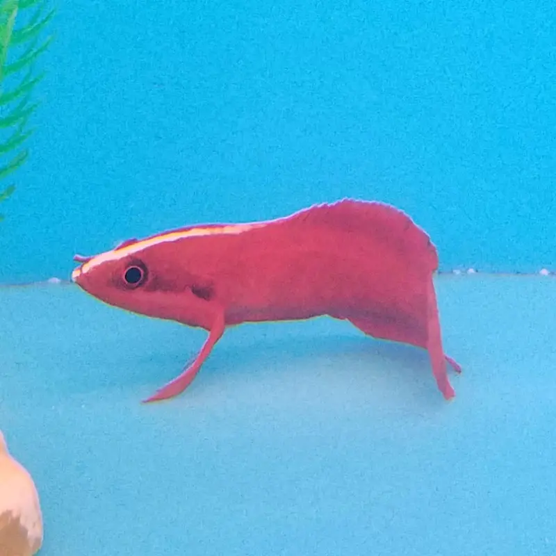 Red Podge - Suttonia suttoni