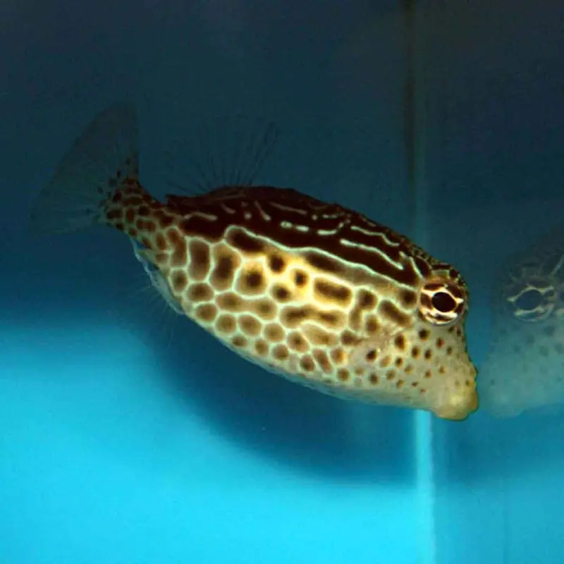 Reticulated Boxfish - Ostracion solorensis - Medium Female