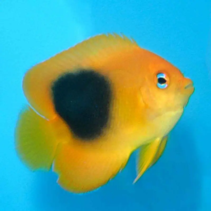 Rock Beauty Angel - Holacanthus tricolor - Small Adult