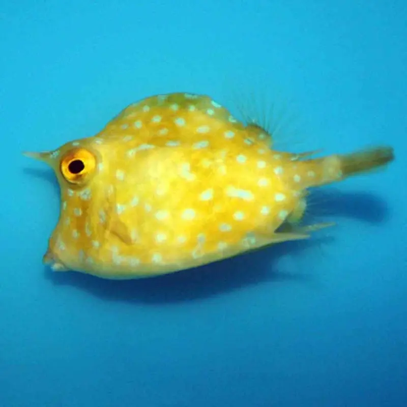 Scrawled Cowfish - Acanthostracion quadricornis - Small