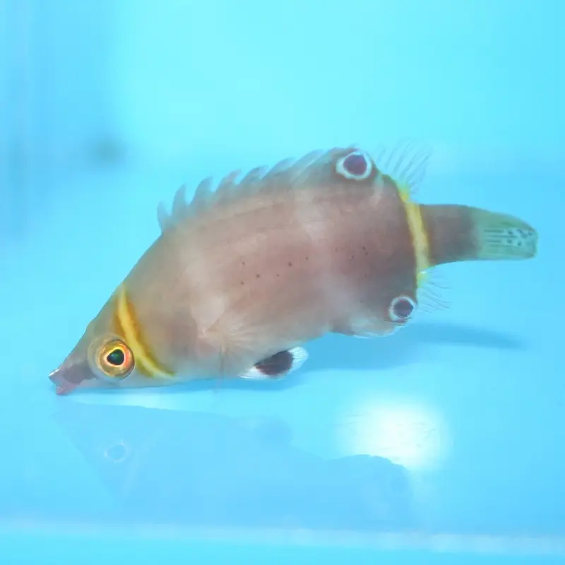 Sharpnose Wrasse - Wetmorella nigropinnata