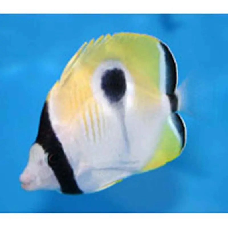 Teardrop Butterfly - Chaetodon unimaculatus