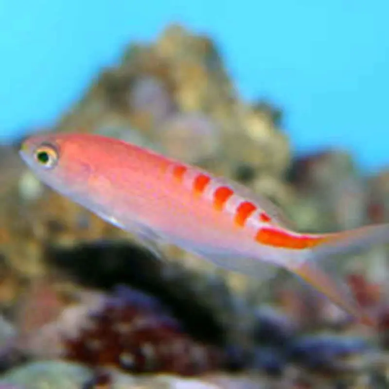 Tiger Queen Anthias - Pseudanthias lori