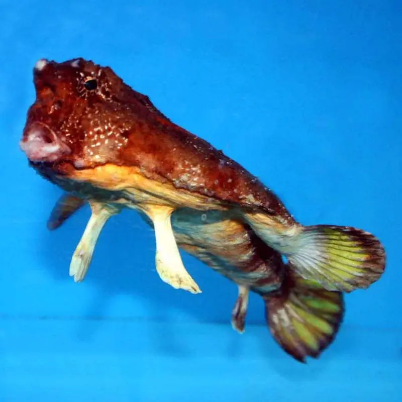 Walking Batfish - Ogcocephalus sp. - Small