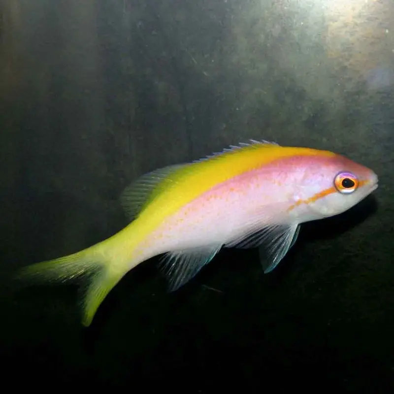 Yellowback Anthias - Pseudanthias evansi