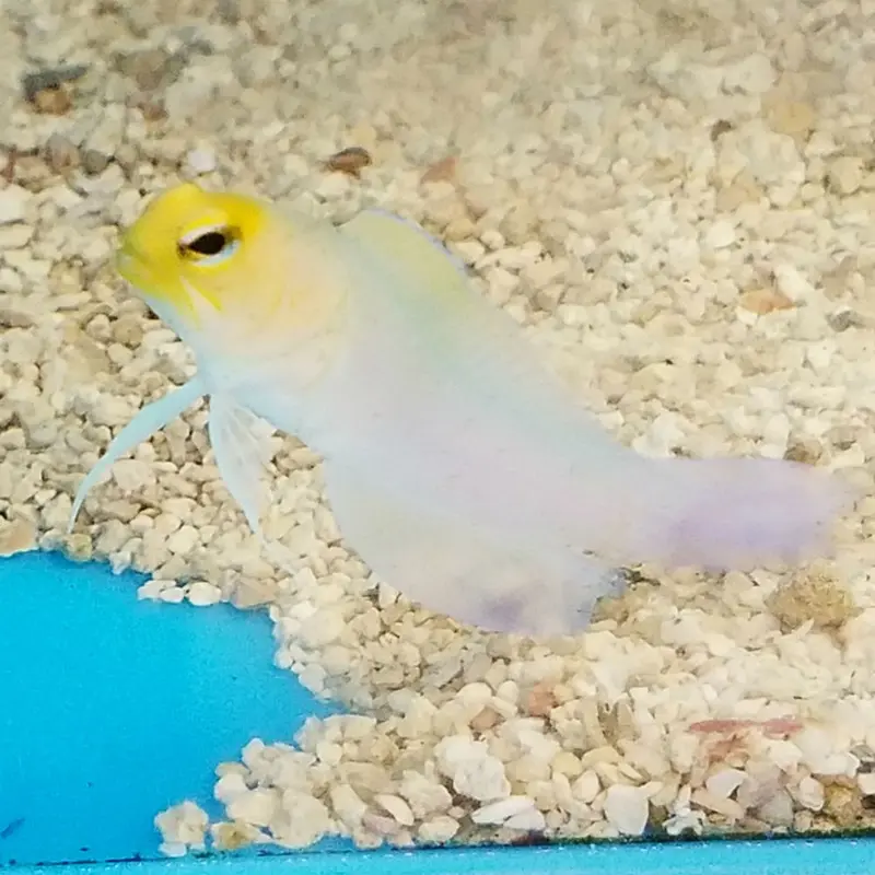 Yellowhead Jawfish - Opistognathus aurifrons
