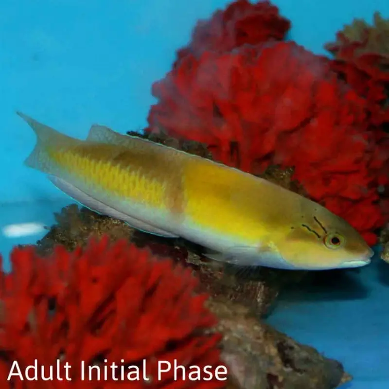 Yellowhead Wrasse - Halichoeres garnoti - Intermediate/Adult