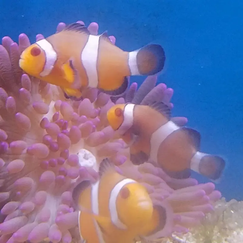 Zombie Ocellaris Clown - Amphiprion ocellaris - CB (ORA)
