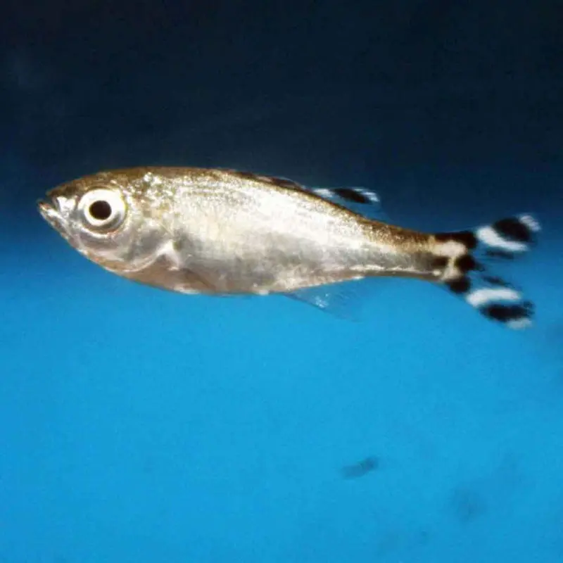 Barred Flagtail - Kuhlia mugil