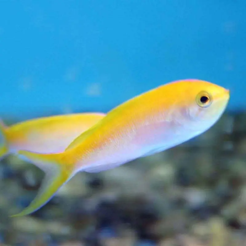 Bartlett's Anthias - Pseudanthias bartlettorum - Male
