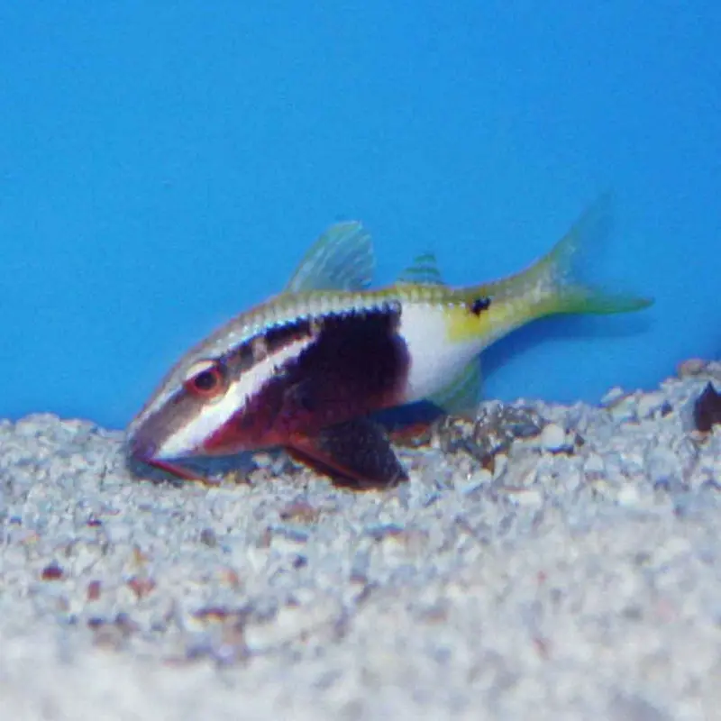 Bicolor Goatfish - Parupeneus barberinoides - Small