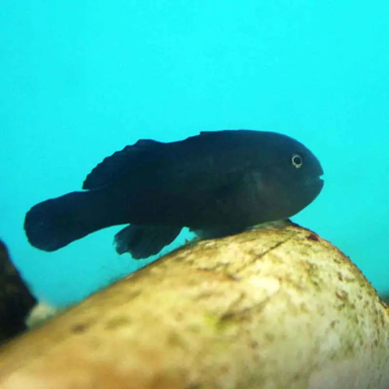 Black Clown Goby - Gobiodon sp.