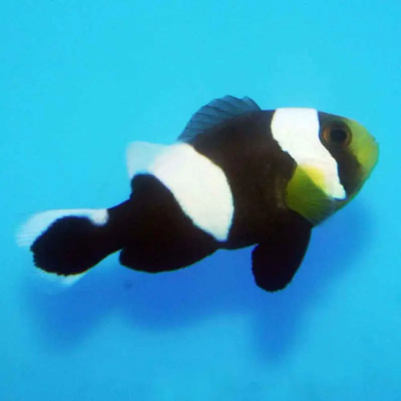 Black Saddleback Clownfish - Amphiprion polymnus - CB