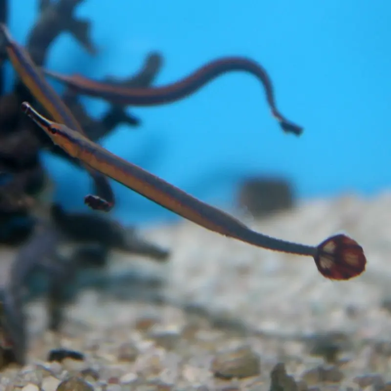 Bluestripe Pipefish - Doryrhamphus excisus