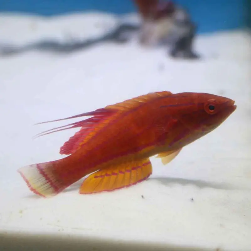 Carpenter's Flasher Wrasse - Paracheilinus carpenteri - Large Adult