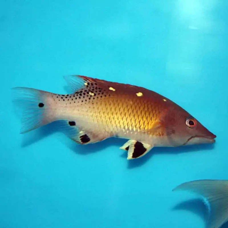 Diana Hogfish - Bodianus diana - Adult