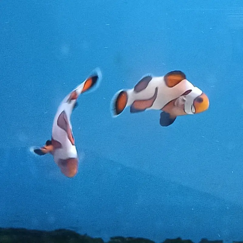 Extreme Gladiator Ocellaris Clownfish - Amphiprion ocellaris - CB (PA)