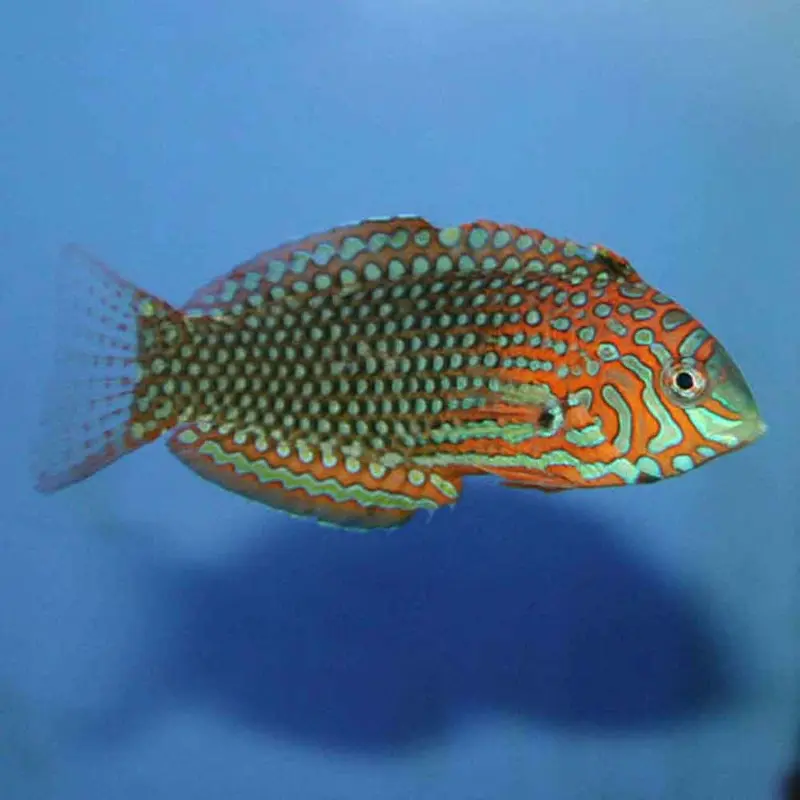 False Leopard Wrasse - Macropharyngodon ornatus