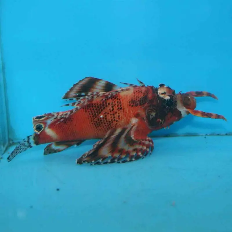 Fu Manchu Lionfish - Dendrochirus biocellatus