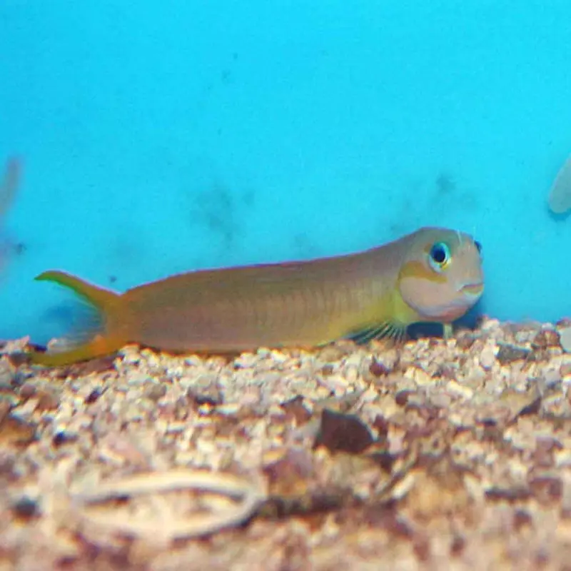 Golden Midas Blenny - Ecsenius midas