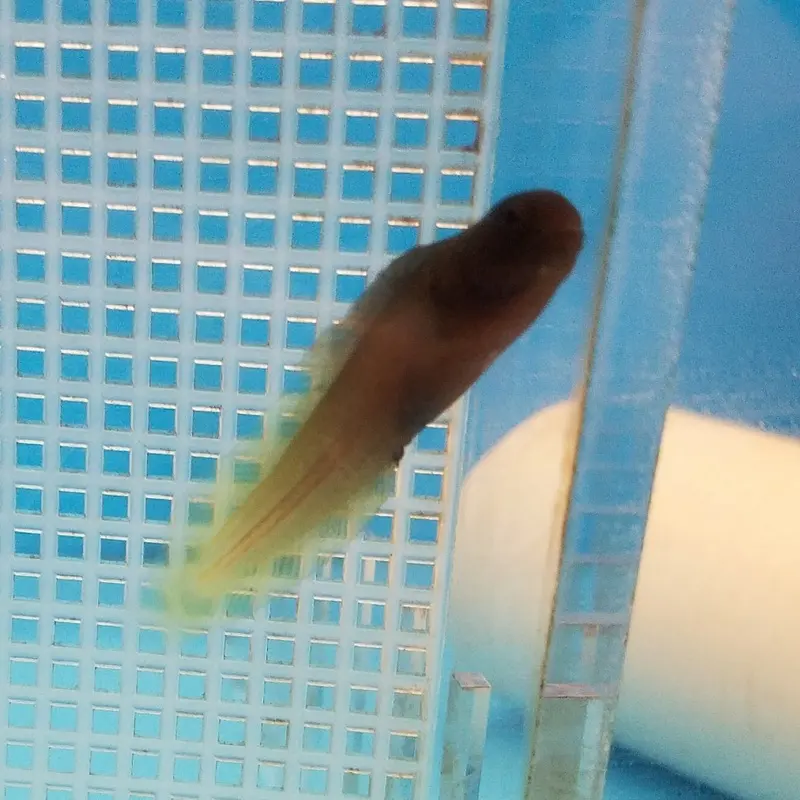 Goldentail Combtooth Blenny - Enchelyurus flavipes - CB (PA)