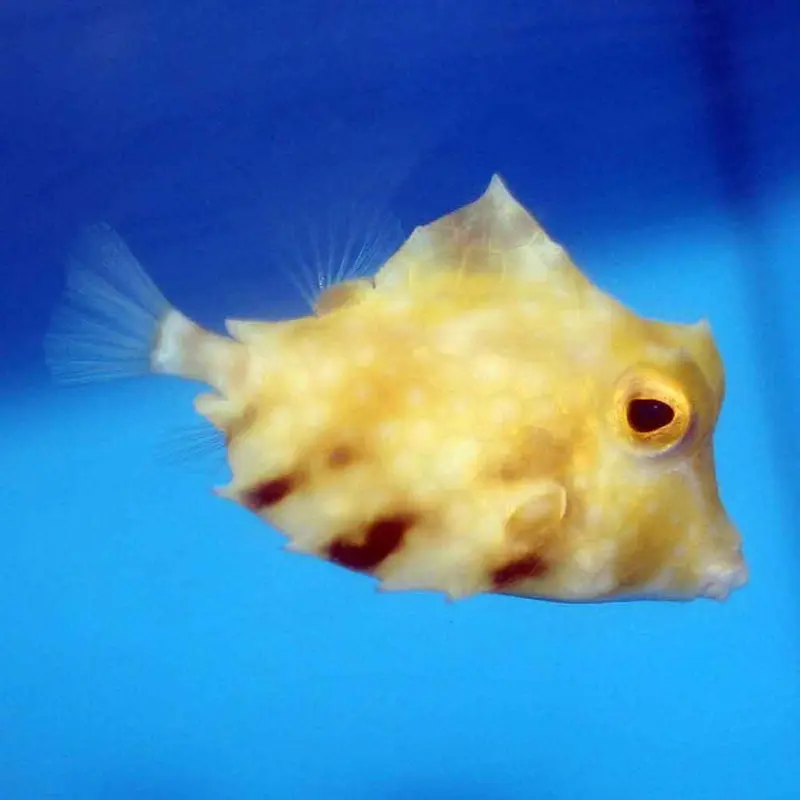 Humpback Turretfish - Tetrosomus gibbosus - Medium