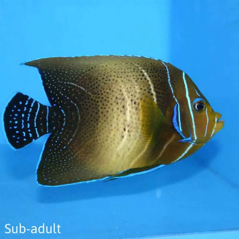 Koran Angel - Pomacanthus semicirculatus - Changing
