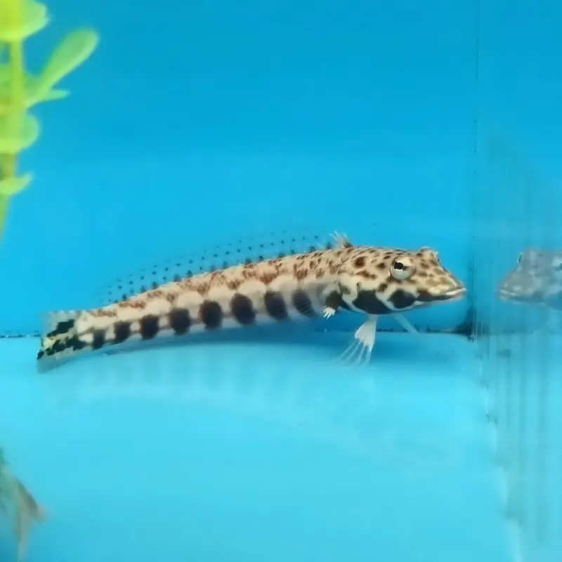 Latticed Sandperch - Parapercis clathrata - Large