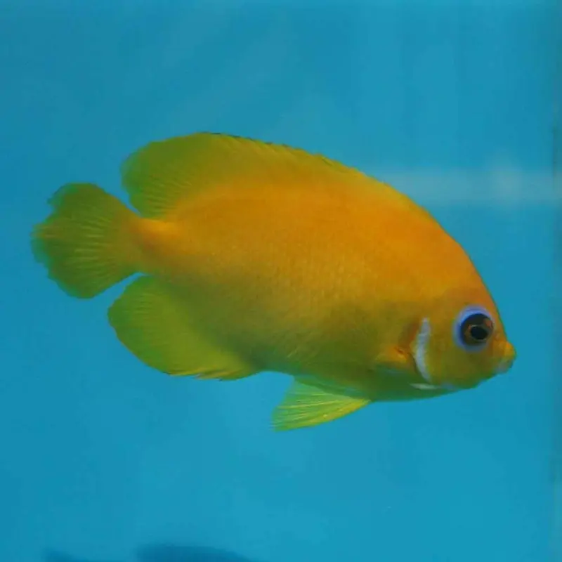 Lemonpeel Pygmy Angel - Centropyge flavissima - Large