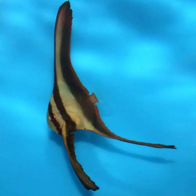 Long-finned Batfish - Platax teira - Juvenile