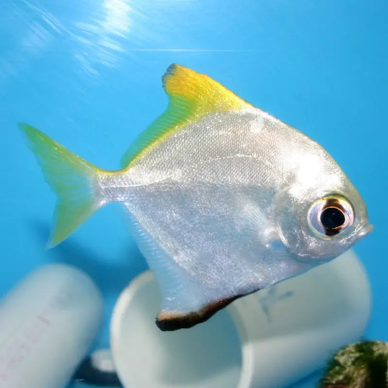 Mono - Monodactylus argentus