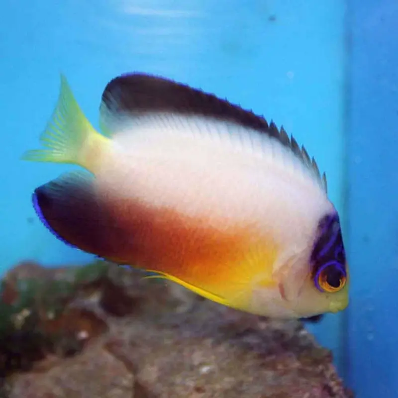 Multicolor Pygmy Angel - Centropyge multicolor - Medium/Large