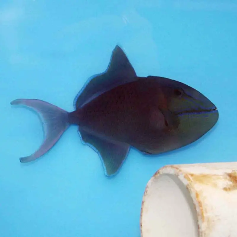 Niger Trigger - Odonus niger - Medium
