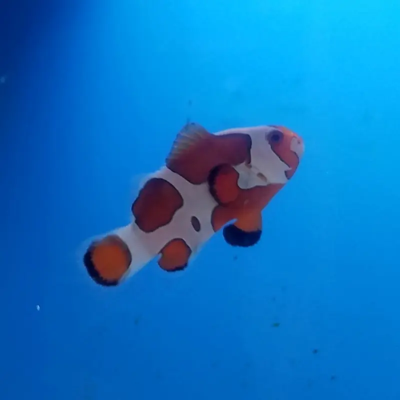 Orange Storm Ocellaris Clownfish - Amphiprion ocellaris - CB