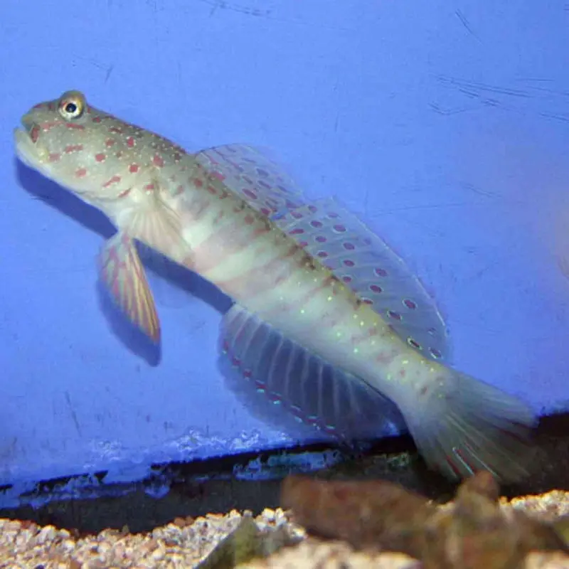 Pinkspot Watchman Goby - Cryptocentrus leptocephalus - Large