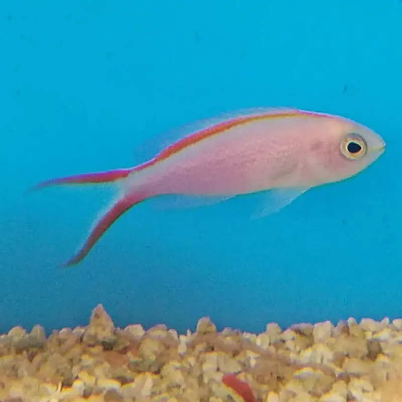 Princess Anthias - Pseudanthias smithvanizi